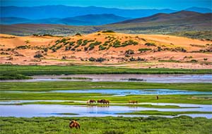 Mongolian Animals In Gobi Desert