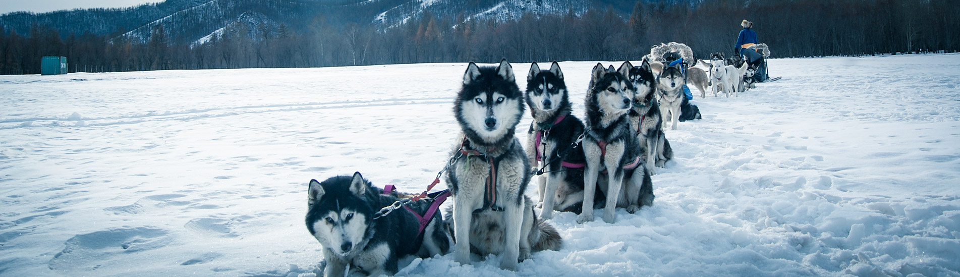 Dog sledding