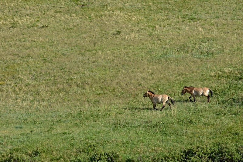 b-wild-horses-mongolia